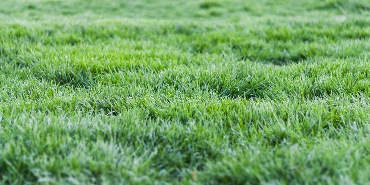 Groeiseizoen natuurgras van start